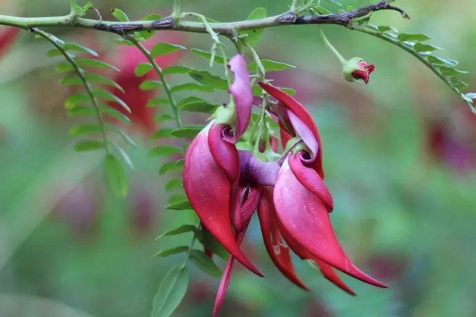 Clianthus ©Thomas Besançon-Dupuy