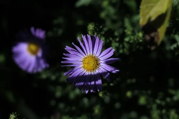Symphyotrichum ©Thomas Besançon-Dupuy