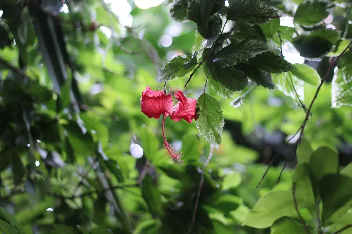 Hibiscus rouge © Thomas Besançon-Dupuy