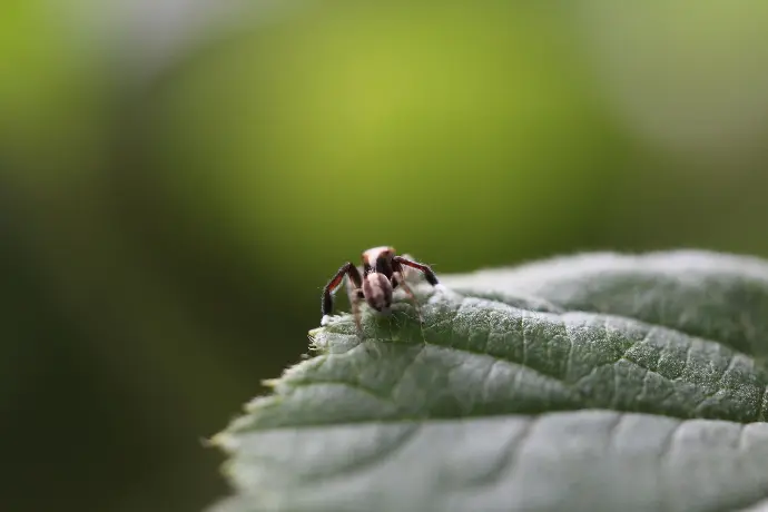 Saitis barbipes ©Thomas Besançon-Dupuy