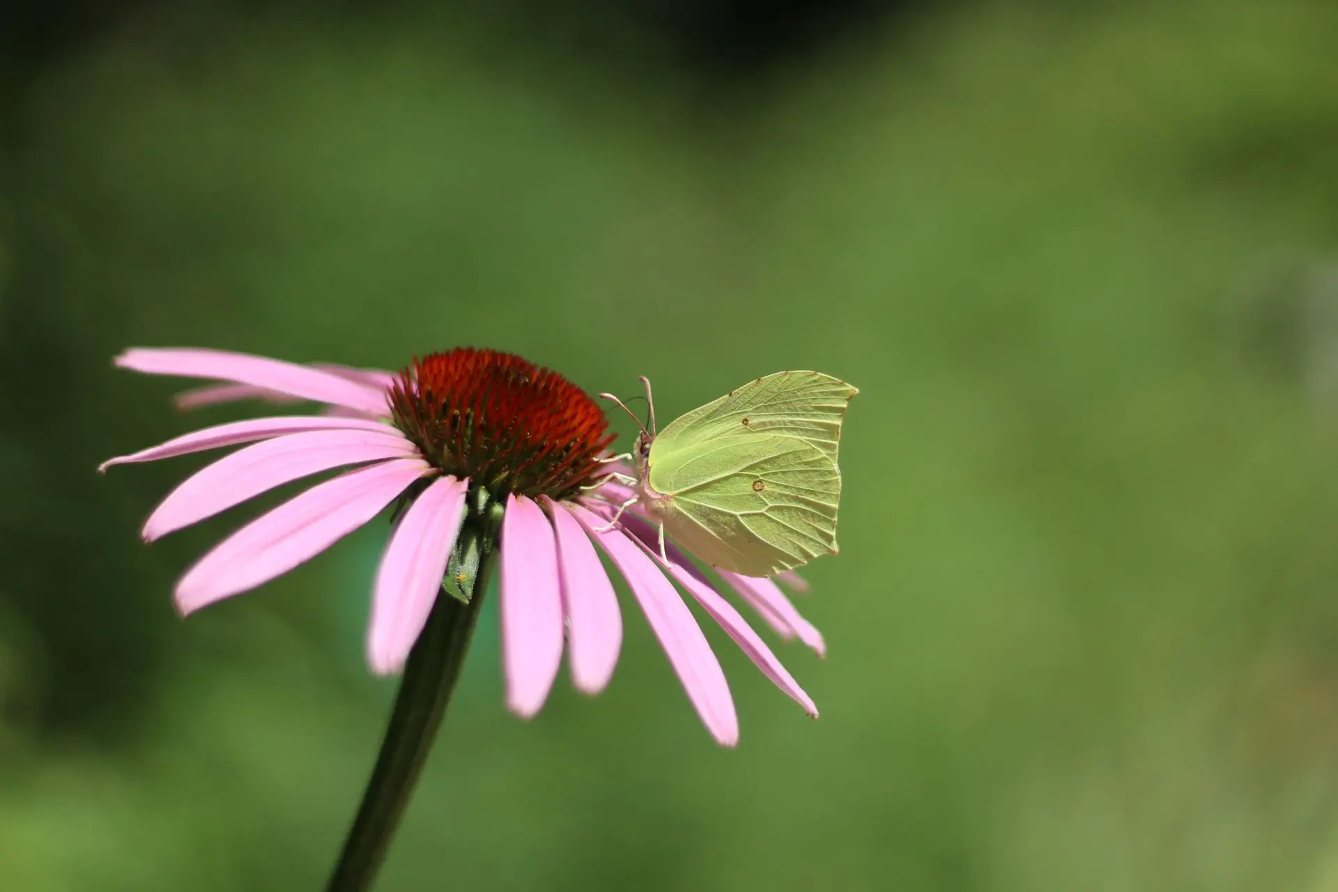 Gonepteryx rhamni© Thomas Besançon-Dupuy