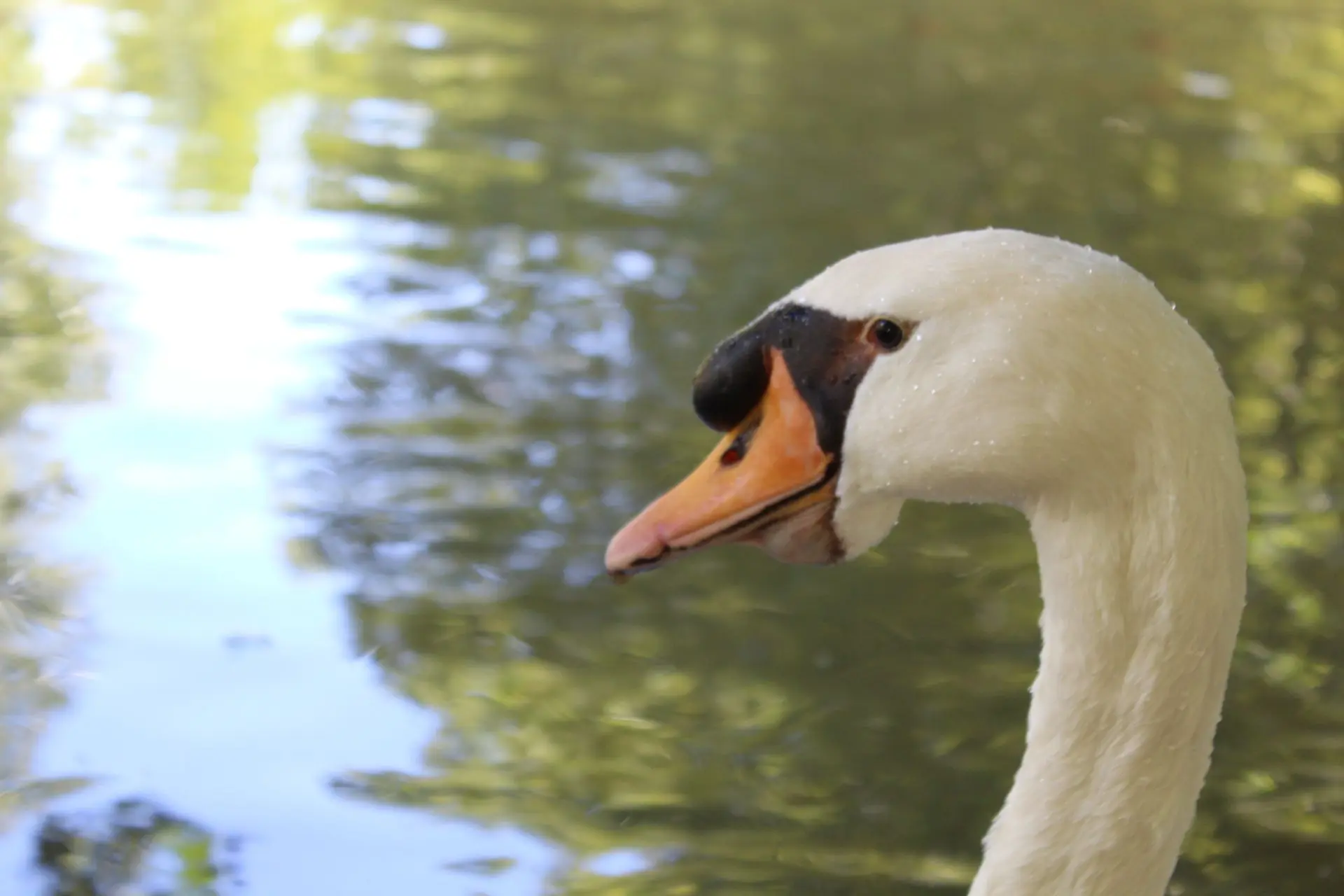 Cigne © Thomas Besançon-Dupuy