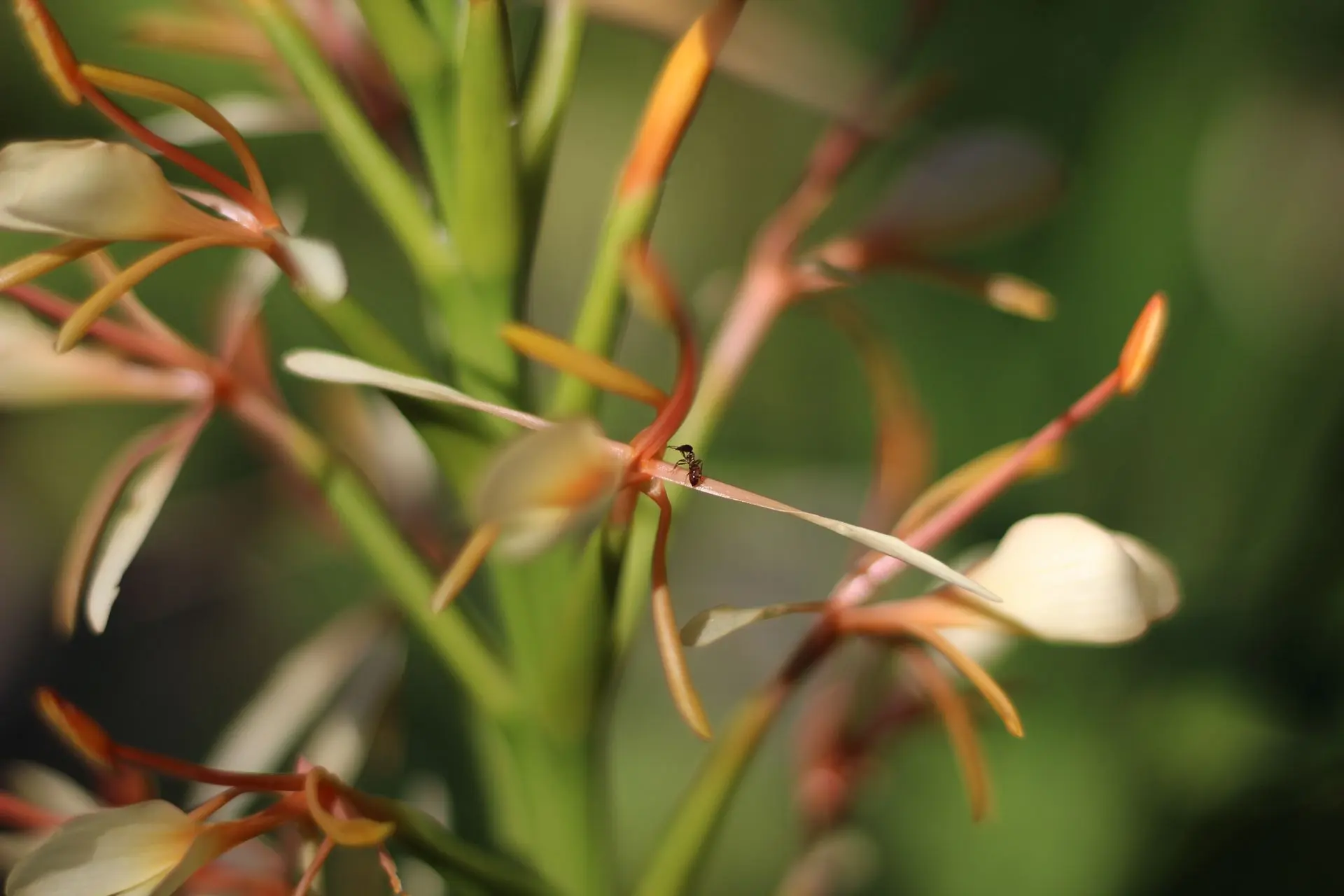 Hedychium et fourmis© Thomas Besançon-Dupuy