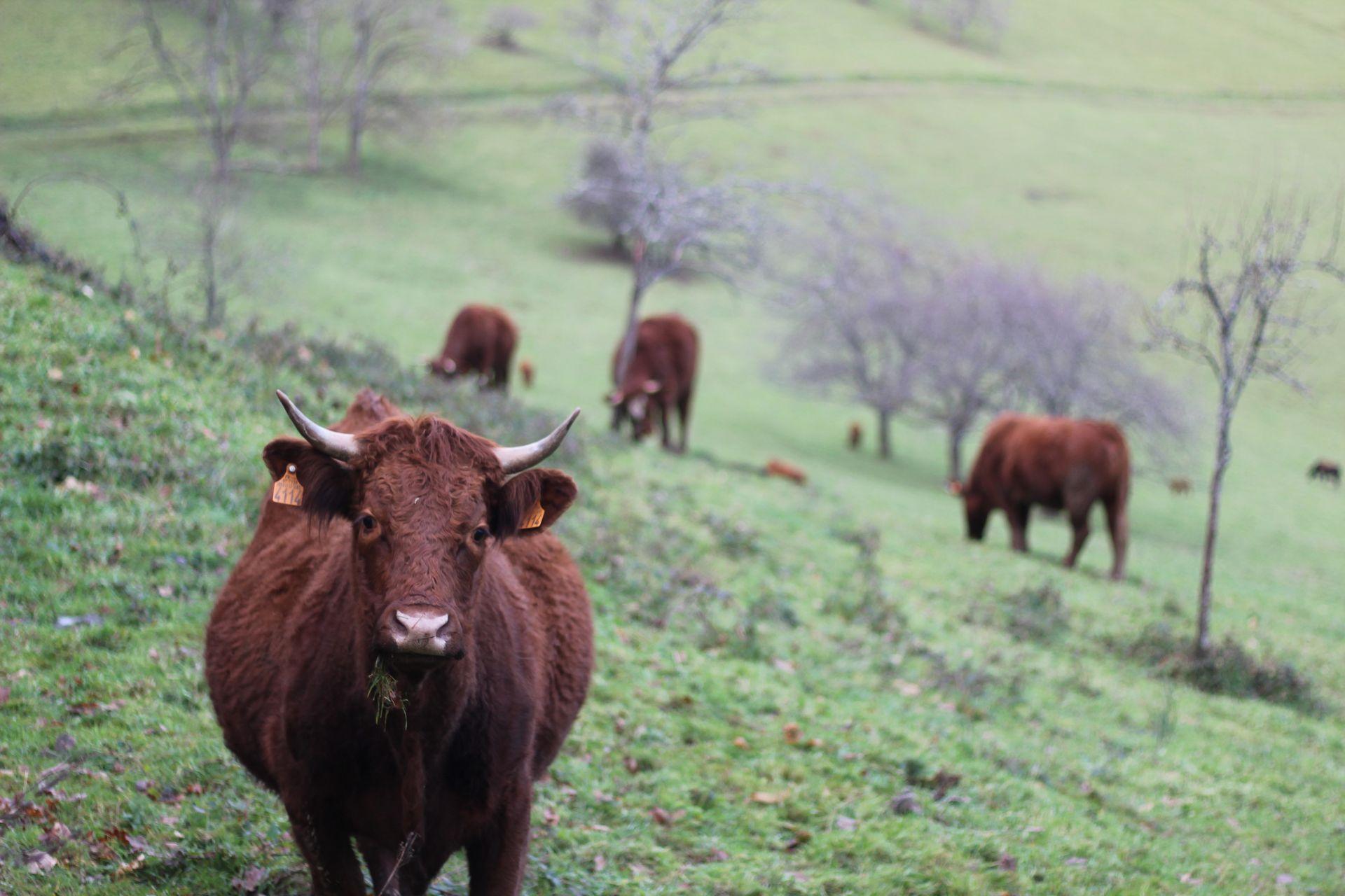 Vache de Salers  © Thomas Besançon-Dupuy