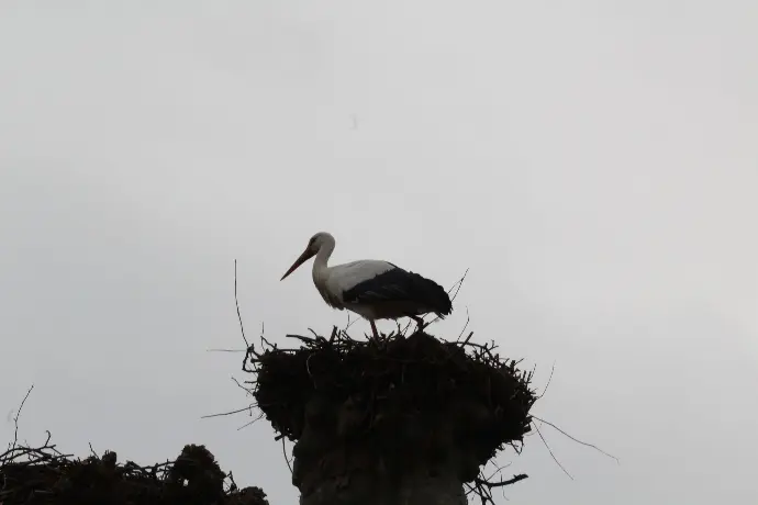 Cigogne blanche © Thomas Besançon-Dupuy