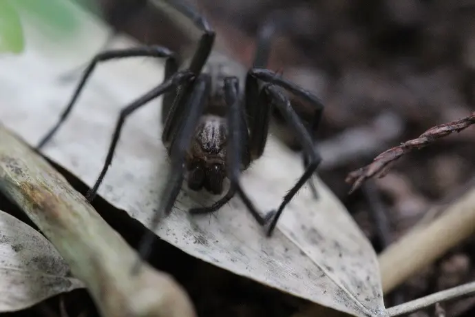 Agelenidae ©Thomas Besançon-Dupuy