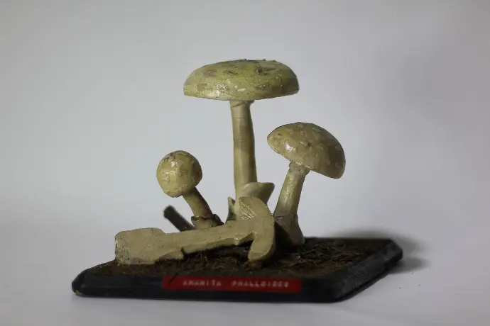 Amanita phalloides© Thomas Besançon-Dupuy
