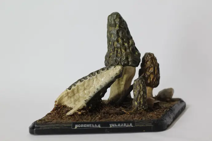 Morcella vulgaris© Thomas Besançon-Dupuy