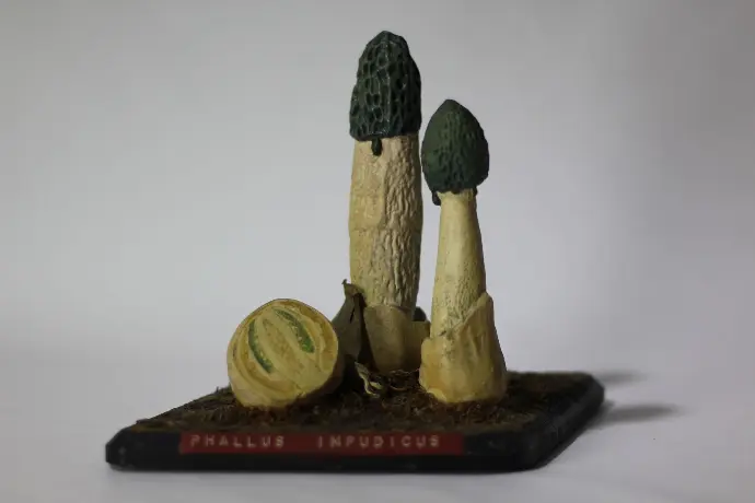 Phallus impudicus© Thomas Besançon-Dupuy