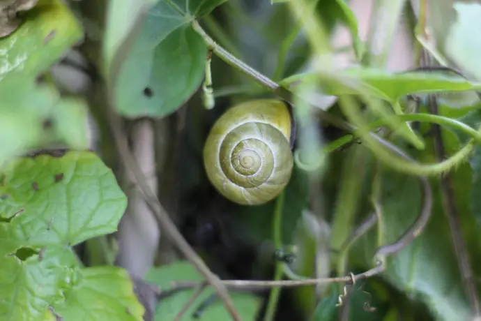 Escargot des bois (Cepaea nemoralis) © Thomas Besançon-Dupuy