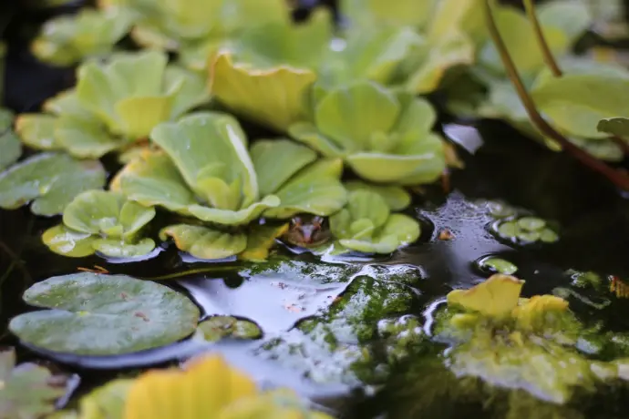 Pistia stratiotes et Rana piricia© Thomas Besançon-Dupuy