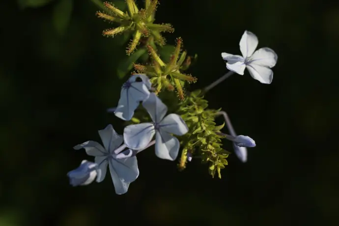 Plumbago zeylanica © Thomas Besançon-Dupuy